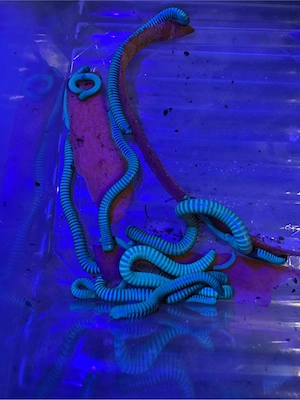 Taggürteltier by Day, Neon-Raver by Night: Leuchtende Tausendfüßer abzugeben!     