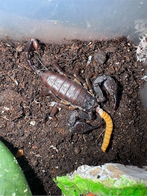 Europäische Steinkorpione (Euscorpius italicus) suchen ein neues Plätzchen!   