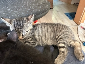 3junge Katzen 