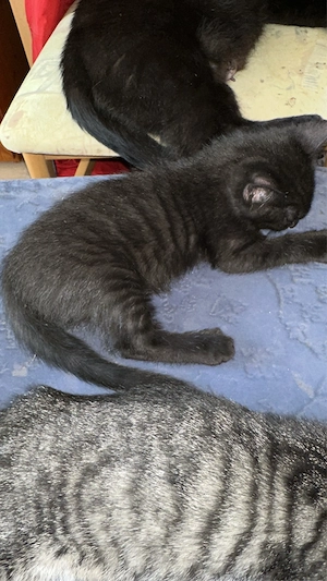 1junger Kater