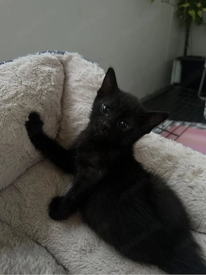 Katzenbabys