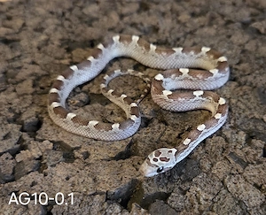 Granite Pied, Granite, Ghostblood Pied 2026