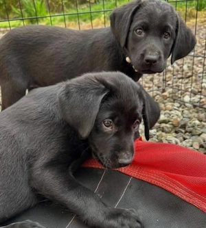 Entzückender schwarzer Labrador-Retriever-Welpe 