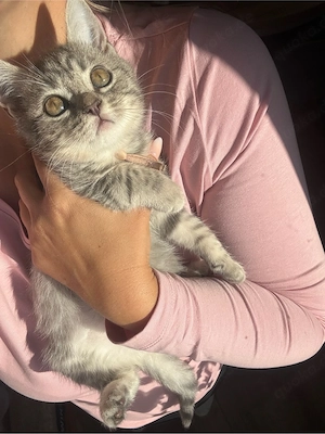 wunderschönes bkh-mix mädl sucht noch ein zuhause! ab sofort abgabebereit! katzen baby
