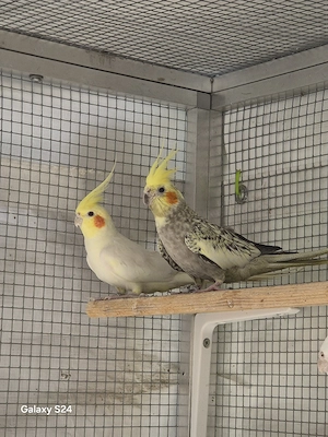 Nymphensittiche Pärchen 