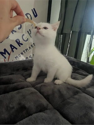 Sibirische WaldatzeSibirische Katze Kitten