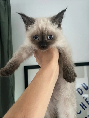 Neva Masquarade Sibirische Katze 
