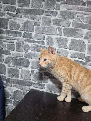 Tedi sucht neues Zuhause 