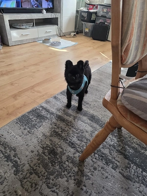 zwerg spitz