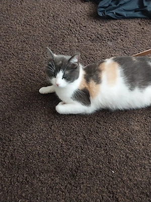 Hofkatze mit Kitten