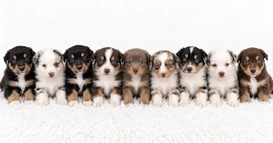 Miniature Australian Shepherd Welpen mit Papieren 
