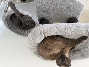 Britische Katzen zum abgeben