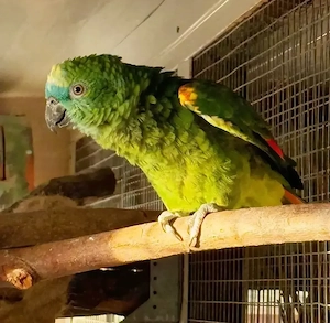 Verkaufe meinen Blaustirn Amazone Henne 