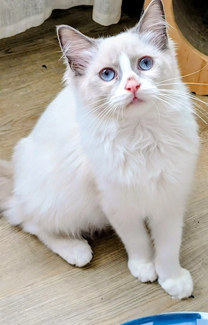 Ragdoll Kitten mit Stammbaum , Lieferung nach München, Ingolstadt, Nürnberg, Bamberg 