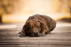 FCI Labrador Deckrüde foxred 