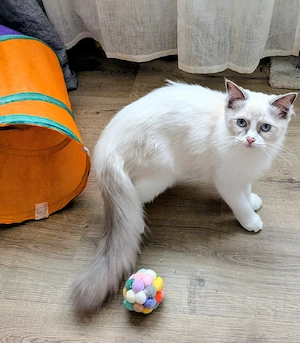 Ragdoll Kitten mit Stammbaum , Lieferung nach München, Ingolstadt, Nürnberg, Bamberg 