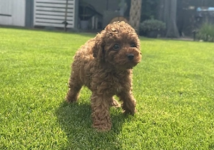 toy pudel welpen abgabebereit toy pudel zwergpudel pomeranian zwergapitz malteser havapoo 