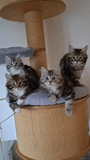 sibirische Katzenkinder | Kitten vom Züchter mit Vereinsbindung