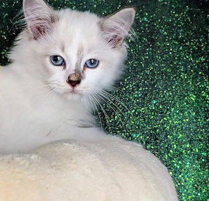 Reinrassige Ragdoll Kitten 