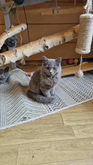 Schöner  Britisch Kurzhaar Kater .