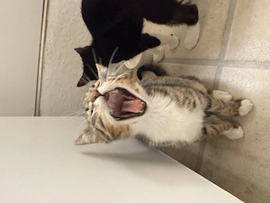 Verkaufe 2 Baby Hauskatzen 
