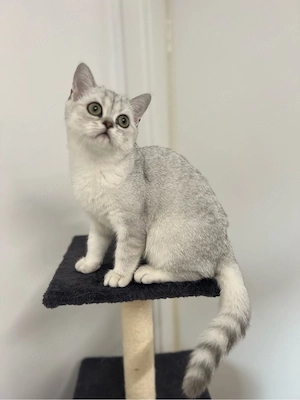 Reinrassige BKH Kitten mit blauen Augen