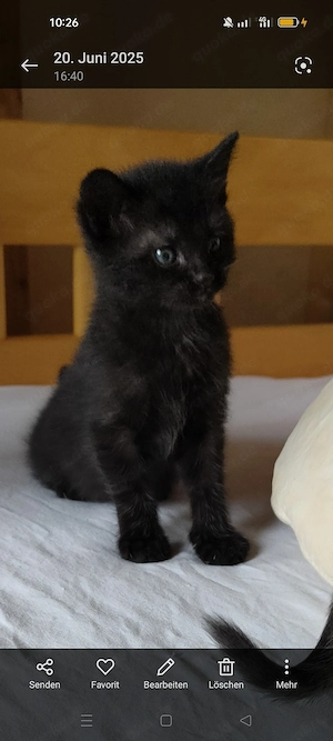 Baby Kätzchen Kitten