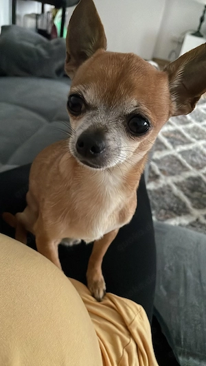 Chihuahua mini Deckrüde!!