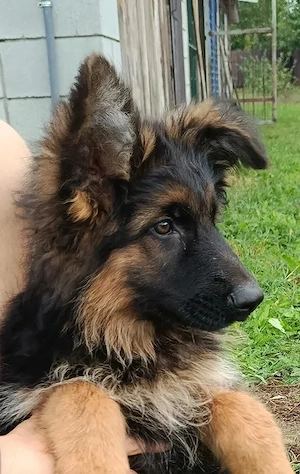 Kleine Deutsche Schäferhunde warten auf ihre neuen Familien