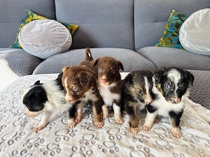 Australian Shepherd Welpen 