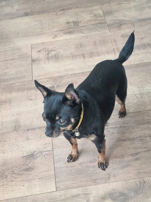 Kleine Mia sucht neues Zuhause 