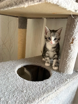 Main Coon mix kitten 