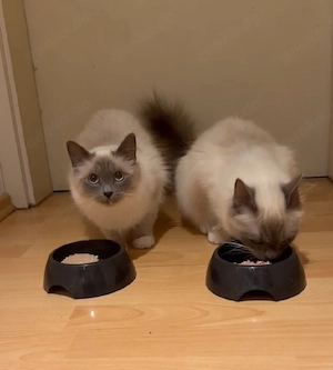 Heilige Birma jung Katzen m.Stammbaum 