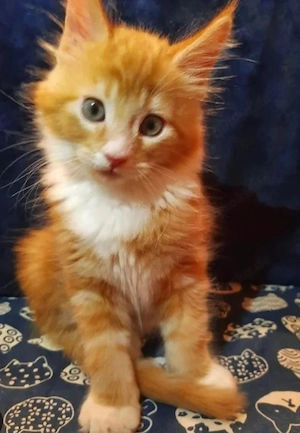 12 Wochen alte Maine-Coon-Kätzchen.