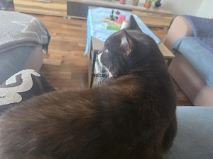 Biete hier einen kastrieren kater zu abgebe
