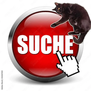 Suchen eine zweite Katze Kater