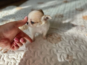    Chihuahua-Welpen suchen ein liebevolles Für-immer-