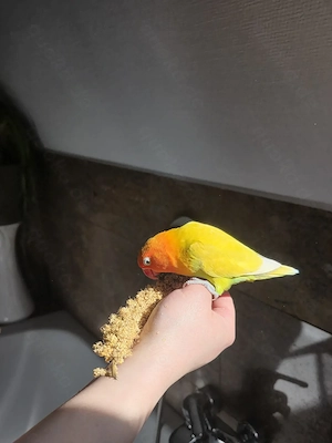 Pfirsichköpfchen (w) handzahm