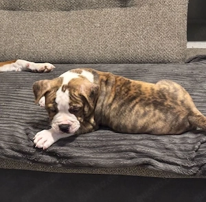 Old Englische Bulldogge 