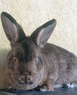 Gebe eine Kleine Wiener Häsin von 24 in wildfarben ab