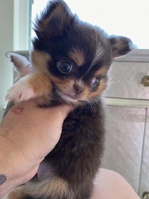 Wunderschöne Chihuahua-Welpen suchen ein 
