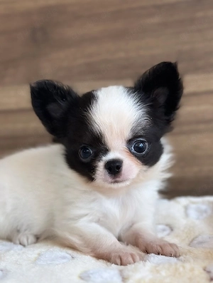    Chihuahua-Welpen suchen verantwortungsvolle Menschen 