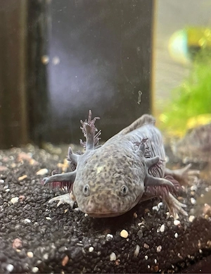 Axolotl abzugeben