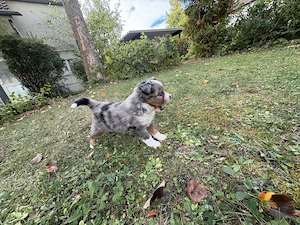 Toy Australian Shepherds