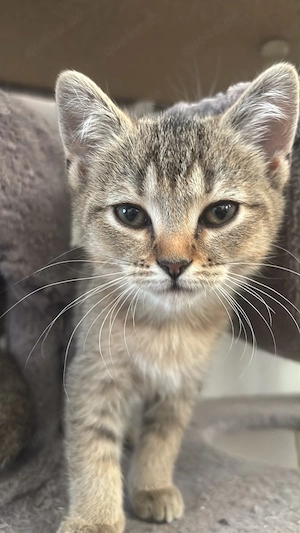Süße Bkh Mix Kitten