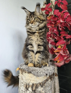 Maine Coon Kitten mit Stammbaum 