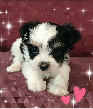 Biewer Yorkshire Terrier Welpen wie Havaneser, Malteser, Bolonka Zwetna
