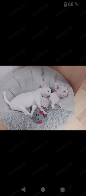 Reinrassige Kurzhaar Chihuahua Welpen 