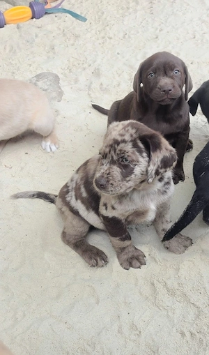 Labrador  Aussiedor aus erfahrener Zucht 