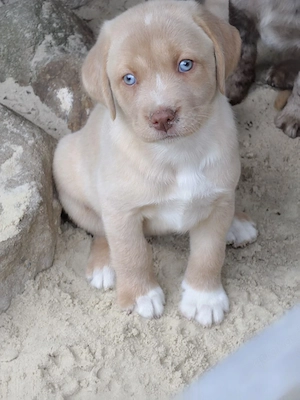 Labrador  Aussiedor aus erfahrener Zucht  Bild 4